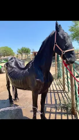 Ayer conocisteis la partida de Fresno. Pero por si alguien no conoció su llegada, creemos que es justo volverla a contar. Fresno llegó siendo un caballo al borde de la vida y la muerte. Estaba tan delgado, tan consumido y destrozado, que nos quedamos sin palabras para poder describirlo. Tenía un soplo en el corazón, la espalda totalmente atrofiada y ni un gramo de grasa o músculo en su cuerpo. Fueron meses de duro trabajo hasta que empezó a ganar peso y aprender a disfrutar del amor. Conoció a Avellano y para los dos fue un flechazo. Desde entonces era muy difícil hacer una foto a uno de ellos sin que su amado compañero saliese también. Así de pegados pasaban el dia juntos. Tres años parecen pocos. Pero Fresno ya tenía 30 cuando le rescatamos. Era un anciano desahuciado, abandonado a morir en una nave de chapa. Y no necesitaron ni atarle, porque era incapaz de moverse, de irse de allí. No tenía ningún motivo para vivir. Tres años son como una vida cuando has sufrido lo que él sufrió. Y esa vida, esperamos, ha compensado todo lo que le hicieron. Rodeado de amor, de amigos y cariño, con sus papillas y cuidados especiales, con sus amigos Avellano y Algarrobito… tres años de una vida que todos los animales deberían tener. Hasta pronto amigo 💚 Ayúdanos a seguir salvando vidas como la suya y dándoles los cuidados que les permitan disfrutar de su segunda oportunidad 🙏💚 Hazte socia/o desde 6€/mes Para amadrinar o hacerte socia o donar pincha en el link de nuestra Bio ► Dona por Bizum con el código 02167 o buscando Santuario Vegan. -Por solo 1€/mes haz teaming : https://www.teaming.net/santuariovegan . . . #FundacionSantuarioVegan #Santuariovegan #Madrid #animales #AnimalesFelices #Naturaleza #veganlife #animals #vegan #veganism #vegetariano #santuarioanimal #santuario #animalsanctuary #vegansofig #plantbased  #animalrights #antiespecismo #veganosmadrid #madridvegano #sanctuarylife #voluntariado #ong 