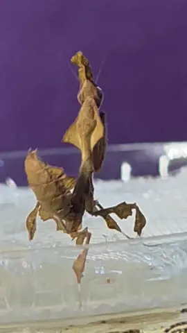 Moaning Mertle Doin the stanky leg #dancingmantisoftiktok #dancingmantis #mantis #mantisesoftiktok #ghostmantis #fyp #fypシ 