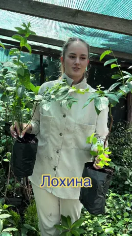 Лохина в наявності #саджанці #лохина #ягоди #кущі 