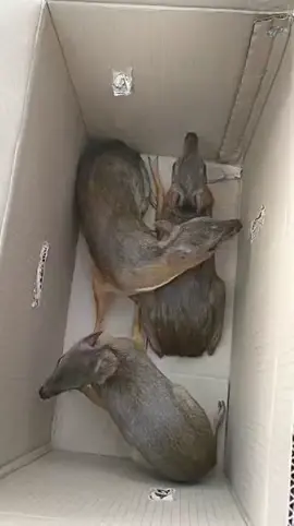 Trại cheo cheo xuất giống 