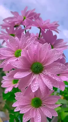 #花 #綺麗 #goodmorning #beautifulflower #scenery #お花のある暮らし #美しい景色 #