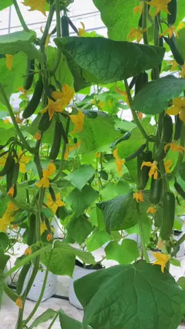 Dưa chuột chùm siêu trái ra quả 4 mùa #xuhuong #trending 