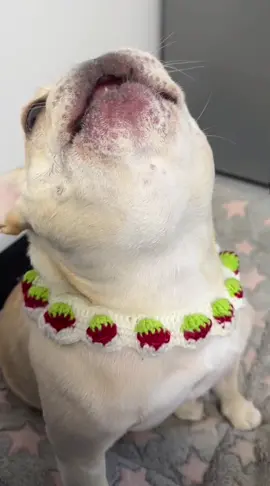 Even if my voice is hoarse, I still have to sing and sing! Dedicate myself to work#french #bulldog #dogsoftiktok #dog #voice #fyp