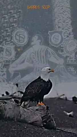 VAMOS!!! VAMOS! CORINTHIANS! #vaicorinthians⚪⚫🦅 #vamoscorinthians🔥🖤🤍🦅 #copasudamericana 