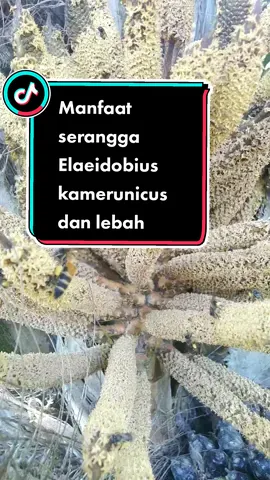 Manfaat atas kehadiran serangga Elaeidobius kamerunicus (kumbang penyerbuk) dan Lebah adalah membantu penyerbukan dari Kelapa Sawit dan dapat meningkatkan produksi tandan buah dan juga adanya Elaeidobius kamerunicus maupun Lebah, sangat signifikan dalam meningkatkan nilai fruit set tandan Kelapa Sawit.  #benihsawit #cpo #ispo #palmoil #wawasan #petanisawit #sawitsumatra #sawitontiktok #fyp #kelapasawit 