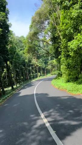 Nyegerin mata👀 #pemandanganalam #hutanpinusserang #hutanpinusserangpurbalingga #videojalanjalanduhutan