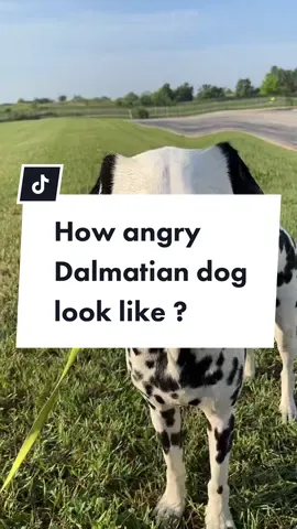 Have u ever seen an angry Dalmatian?#dalmatian #dalmatiansoftiktok #dog #dogsoftiktok #dogs #dogsoftiktok #doglover #dogtok #puppy #puppylove #puppytiktok #puppies #puppiesoftiktok #viral #viralvideo #viraltiktok #trend #trending #pets #PetsOfTikTok #fyp #fy #fypage #fypdongggggggg 