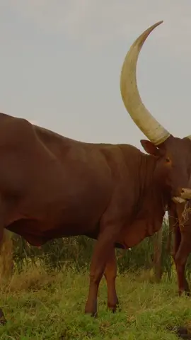 Ankole Watosi #🐂  #fypシ゚viral #foryourpage #fy #foryoupage #foryou #fyp #video🎬😊 #amazing #cow #world_animal #tiktok #VIDEO 
