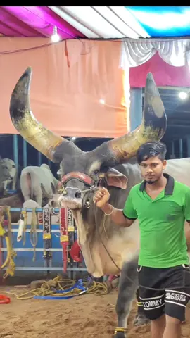 monster india 😱#sapimonster #fyp #fypシ #pecintasapi #sapijumbo #karnaval #tiktok #17agustus #hewankurban #sad #storytime #cow #fypdongggggggg #cipung #wariso 