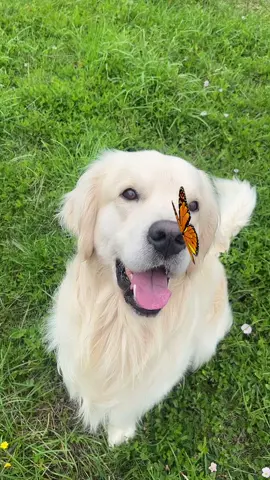 Cutie 🥹 #goldenretriever #fyp #foryou #pourtoi 