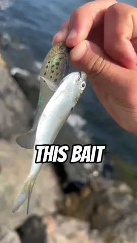 I can’t believe this happened!! #viral #fyp #abcxyz #fishing #monsterfish 