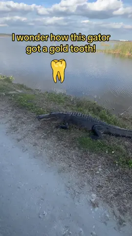 #goldtooth #gator #florida #gangstergator #gold #tooth #alligator #biggator #hardcore #streets #bigalligator #hungry #gatorvibes #streetside #caution 
