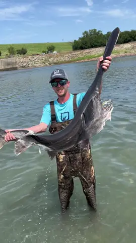 The oldest surviving fish species in America! #paddlefish #oklahomatexasstateline #fyp #dinosaur #spoonbill #fishangler 