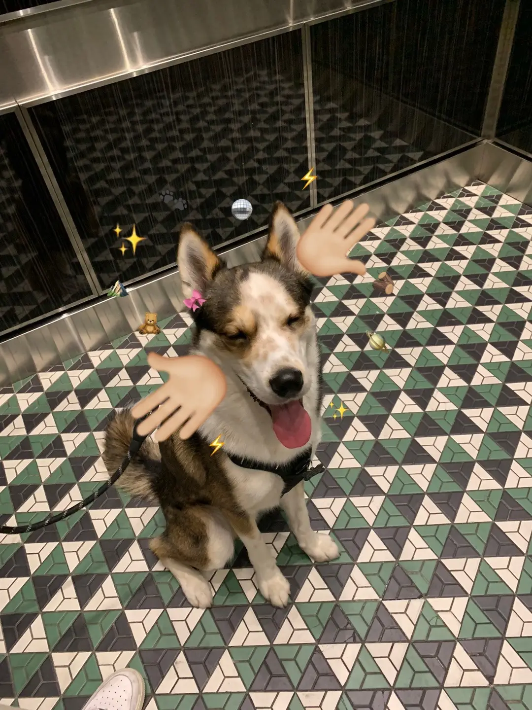 this is the cutest trend I had to jump on it ✨😭#dogsoftiktok #cute #dog #fyp 