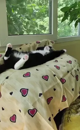 #perte #sueño #parati #viraL #humor #tik_tok #cat #vacaciones #trending #cat #video #soñar #dormidito #gatito #vivir #live #feliz #contento #gato #siesta #dormido #durmiendo #gatito #dormilon #lentejas #vago #corazones #parati #videoviral 