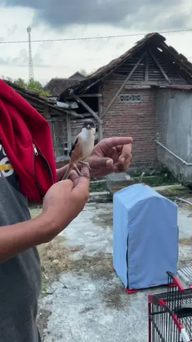 Gaya bebas#kicau #kicaumania #kicaumanianusantara #cendet #cendetmaniaindonesia #cendetmanianusantara 