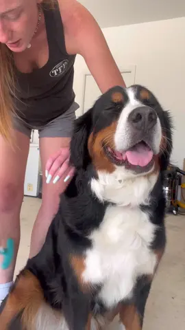 My Bernese Mountain Dog doesn’t shed 😳 #sheddingseason #bernesemountaindogsoftiktok #groomingtips 