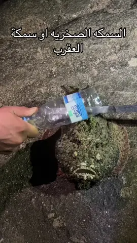 #سمكة_العقرب #السمكه_الصخريه #اخطر الاسماك#بحر #تبوك_الان 