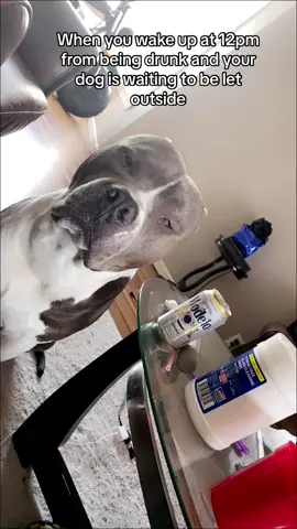 I’m sorry Storm 🤣 he was waiting so patient. #funny #pitbullsoftiktok #bullybreeds #PetsOfTikTok #dogsoftiktok #dog #pitbulls #drunk #drinking #storm #dogmom 