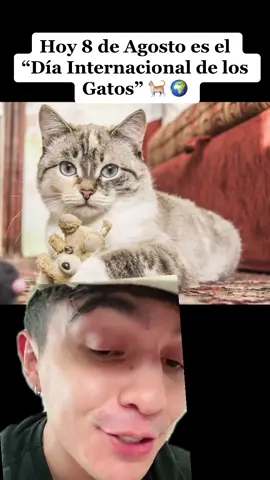 Quién de aquí tiene gatos?🐈🤩 #mexicanos #elmejorpais #gatos #diainternacionaldelosgatos #catday 