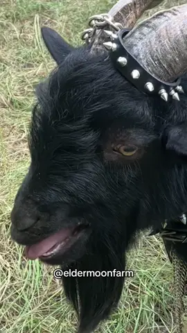Hea judt a baby 🥰🖤💀 #fyp #goth #gothic #satan #satanism #satanic #baphomet #demongoat #PetsOfTikTok 