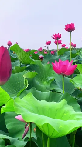 Khi một người làm bạn đau khổ, ấy là vì ẩn sâu bên trong, nỗi đau khổ của anh ta đang tràn trề. Anh ta không đáng bị trừng phạt. Anh ta cần sự giúp đỡ. #bìnhyên #noidaybinhyen 