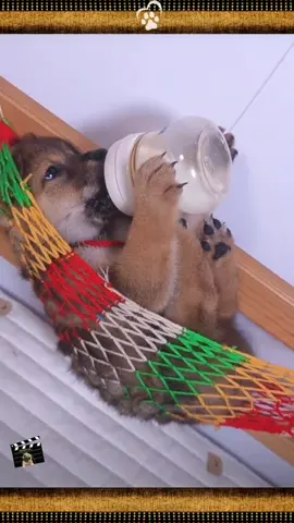 Esse cachorrinho bebê é a maior fofura! #dogflix_ #fofura #cachorrosfofos #fypシ #funnydog 