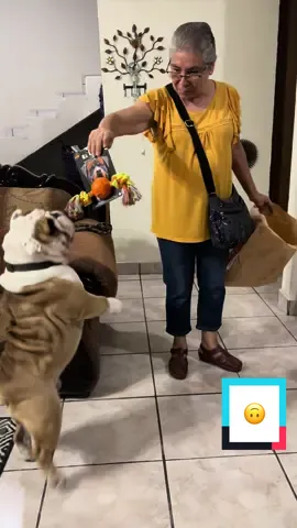 Los pasos prohibidos 🫣 #mascotas #dog #baile #perritos #dance #pet