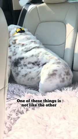 And we love her just the same....🤦🏻‍♀️🤷🏻‍♀️😂 #mylittleboothang #fyp #foryou #foryoupage #tiktokdogs 