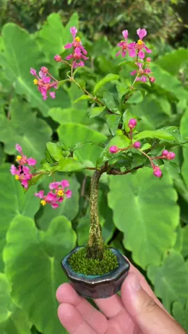 Chúc cả nhà ngày mới tốt lành 🥰#bonsaibmt #longervideos 