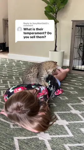 Replying to @SexyMan5665 #pixiebobcat #catsoftiktok #viral #purebredcat #pixiebob #polydactylcat 