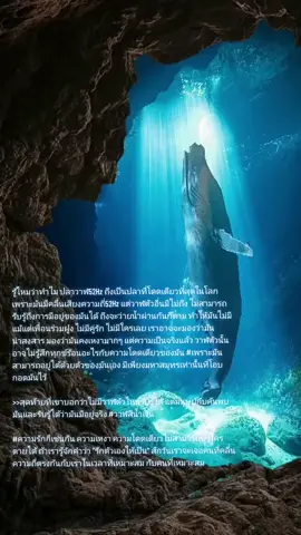 วาฬสีน้ําเงิน🐋❤🌻