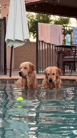 We were having a staring contest  👀 #goldenretriever #goldenbros #blue #tub #Siblings 