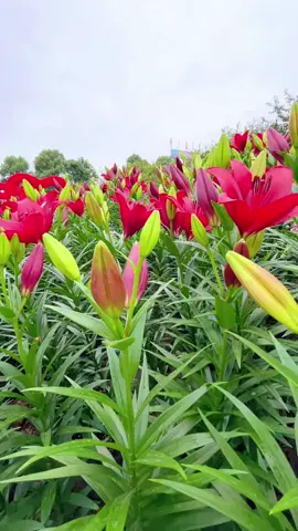 Lạc vào vườn hoa ly đẹp mê hồn... #hoa #trending #xuhuongtiktok #trendingvideo 