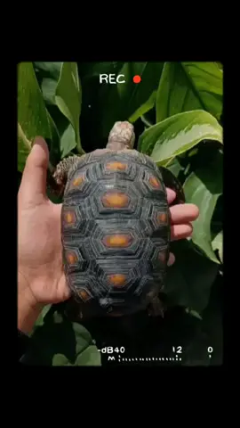 redfoot Tortoise size -+13cm #redfoot #tortoise #kuraindonesia #fyp 