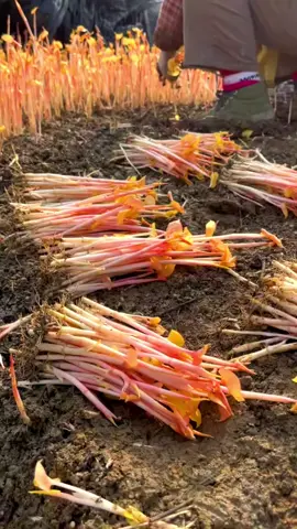 Harvest Fish Mint sprouts #vegetables #satisfying
