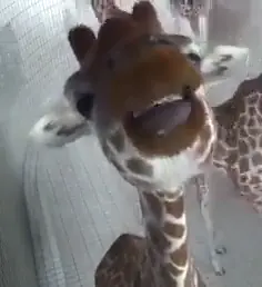 #giraffes #giraffe #funny  #animal #animals #fyp #wholesomemrincredible #lol #aww #cute #foryou #parati #wholesome #tongue