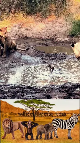 #animal #wildanimals #animalsoftiktok #animals 