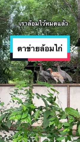 ตาข่ายล้อมไก่ ไม่แพง แต่เหนียว #ตาข่ายล้อมไก่ #tiktokshopครีเอเตอร์ 