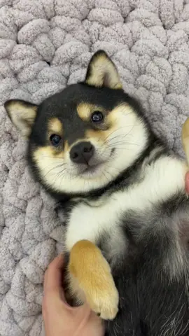 Manyu SPA DAY!! #littlemanyu #shiba #dogsoftiktok #cute 