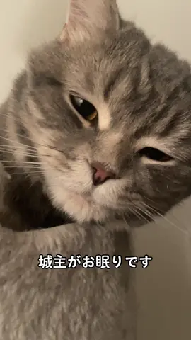 おきにいりの場所  #猫のいる生活  #スコティッシュフォールド #スコティッシュ #猫のいる暮らし #猫好きさんと繋がりたい #猫動画 #ねこ #ねこがいる生活 #猫好き #猫  #catsoftiktok #cat #猫可愛い  #めるとよる