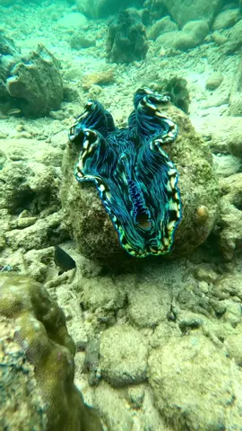 🪸🪸.                                                               -                                                                        -                                                                          -                                                                           #clam #almejagigante #camiguinisland #giantclamsanctuary #snorkel #diving 