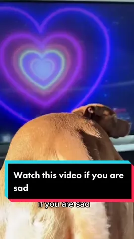 Watch this video if you are sad! ♥️😍🥰#dogsoftiktok #dogsvideo #dogs #pets 