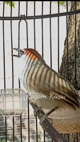 burung kaso kaso#kicau #kicaumania_indonesia #kicaumania_indonesia #masteranburung #kicaumaniaindonesia #kicauburung #ragamkicau #burung #kicaumania 