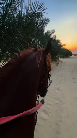 اصنع لنفسك مكانه لو يضيق المكان 🍃🌴  #ماشاءالله 🐎🤎🤎🤎🤎#خيل_وخياله #خيل_عربي #TikTokPromote #CapCut 