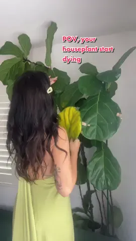 When your houseplant starts dropping leaves 🥹 #fyp #plants #housedecor #plantpeopleproblems #plantdecor 