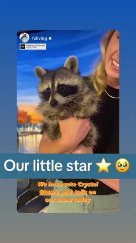 I’ll post the interview when I have it, but Crystal had so much fun in the @First Coast News station today! They are so awesome, so welcoming, and they really love our special girl 🦝