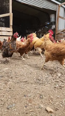 #chickens #chicken #homestead #homesteading #ducks #turkeys #geese #longervideos 