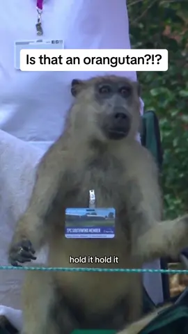 Gary clearly needs to study up on his primates #PGATOUR #golfhumor #monkey #orangutan #fedexcup 