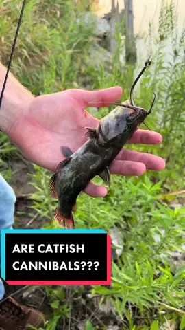 ARE CATFISH CANNABALS??? #throwlines #catfish #bullhead #riverfishing #longervideos 